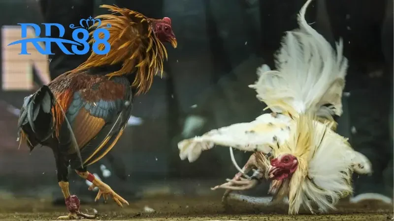 Giới thiệu sảnh game gây sốt thị trường